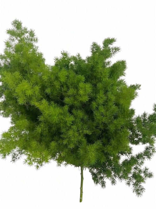 Ping Pong foliage